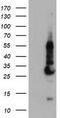 Kga antibody, TA504193S, Origene, Western Blot image 