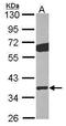 G Protein Subunit Beta 2 antibody, GTX114443, GeneTex, Western Blot image 