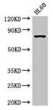 Arginyl-TRNA Synthetase antibody, CSB-PA019344LA01HU, Cusabio, Western Blot image 