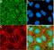 Matrix Metallopeptidase 16 antibody, 710333, Invitrogen Antibodies, Immunofluorescence image 