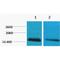 Histone H2B antibody, LS-C387558, Lifespan Biosciences, Western Blot image 