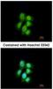 Major Vault Protein antibody, NBP1-33560, Novus Biologicals, Immunofluorescence image 