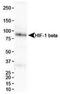 Aryl Hydrocarbon Receptor Nuclear Translocator antibody, TA301443, Origene, Western Blot image 