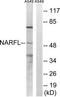 Cytosolic Iron-Sulfur Assembly Component 3 antibody, TA315733, Origene, Western Blot image 
