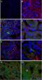 Netrin 1 antibody, A04892, Boster Biological Technology, Immunohistochemistry frozen image 