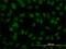 Interferon Regulatory Factor 2 antibody, H00003660-M02, Novus Biologicals, Immunofluorescence image 