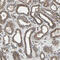 RAB7A, Member RAS Oncogene Family antibody, HPA006964, Atlas Antibodies, Immunohistochemistry frozen image 
