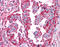 Wnt Family Member 5B antibody, TA341121, Origene, Immunohistochemistry paraffin image 