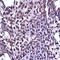 Telomerase Associated Protein 1 antibody, orb11473, Biorbyt, Immunohistochemistry paraffin image 