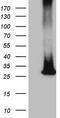 Membrane Spanning 4-Domains A12 antibody, LS-C794241, Lifespan Biosciences, Western Blot image 