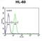 Homeobox protein EMX2 antibody, abx032553, Abbexa, Flow Cytometry image 