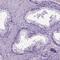 PRP1 antibody, HPA060103, Atlas Antibodies, Immunohistochemistry frozen image 