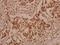 PTPN11 antibody, A00150S350, Boster Biological Technology, Immunohistochemistry frozen image 