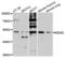 Hdm2 antibody, LS-C330926, Lifespan Biosciences, Western Blot image 
