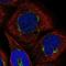 Adenylate Kinase 9 antibody, NBP1-89162, Novus Biologicals, Immunofluorescence image 