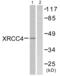 DNA repair protein XRCC4 antibody, abx013257, Abbexa, Western Blot image 