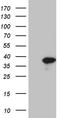 Spermatogenesis Associated 46 antibody, LS-C795761, Lifespan Biosciences, Western Blot image 