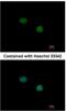 Forkhead box protein E1 antibody, NBP1-32842, Novus Biologicals, Immunofluorescence image 