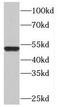 Olfactomedin 3 antibody, FNab05985, FineTest, Western Blot image 
