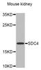 SYND4 antibody, A1834, ABclonal Technology, Western Blot image 