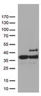 DHSB antibody, UM800158CF, Origene, Western Blot image 