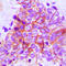 FGFR1 Oncogene Partner antibody, LS-C353303, Lifespan Biosciences, Immunohistochemistry paraffin image 