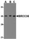 BRCA1/BRCA2-Containing Complex Subunit 3 antibody, LS-B1339, Lifespan Biosciences, Western Blot image 