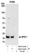 Ribosomal Protein S11 antibody, NBP2-22288, Novus Biologicals, Immunoprecipitation image 