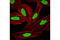 Lamin A/C antibody, 4777T, Cell Signaling Technology, Immunocytochemistry image 