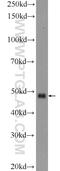 Bone Morphogenetic Protein 7 antibody, 12221-1-AP, Proteintech Group, Western Blot image 