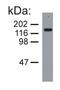 Nfm antibody, SM3068P, Origene, Western Blot image 