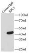 Ribosomal Protein L3 antibody, FNab07429, FineTest, Immunoprecipitation image 