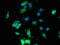 Potassium Voltage-Gated Channel Subfamily Q Member 4 antibody, orb48588, Biorbyt, Immunocytochemistry image 
