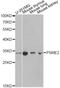 Proteasome Activator Subunit 2 antibody, LS-C748672, Lifespan Biosciences, Western Blot image 