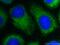 Sperm Acrosome Associated 9 antibody, 26034-1-AP, Proteintech Group, Immunofluorescence image 