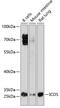 Inducible T Cell Costimulator antibody, GTX55669, GeneTex, Western Blot image 