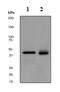 Major Histocompatibility Complex, Class I, A antibody, ab134189, Abcam, Western Blot image 