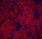 Neuronal Pentraxin 2 antibody, A09667, Boster Biological Technology, Immunofluorescence image 