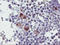 Serine Dehydratase antibody, LS-C173566, Lifespan Biosciences, Immunohistochemistry frozen image 