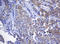 N-Acetylneuraminic Acid Phosphatase antibody, LS-C173859, Lifespan Biosciences, Immunohistochemistry frozen image 