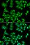 RLC antibody, orb345407, Biorbyt, Immunofluorescence image 
