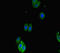 SPARC Related Modular Calcium Binding 1 antibody, LS-C679563, Lifespan Biosciences, Immunofluorescence image 