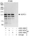 PAX3 And PAX7 Binding Protein 1 antibody, A303-168A, Bethyl Labs, Immunoprecipitation image 