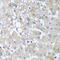 Yes Associated Protein 1 antibody, LS-C746970, Lifespan Biosciences, Immunohistochemistry paraffin image 