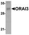 ORAI Calcium Release-Activated Calcium Modulator 3 antibody, MA5-15779, Invitrogen Antibodies, Western Blot image 