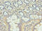 Coiled-Coil Domain Containing 57 antibody, CSB-PA652685LA01HU, Cusabio, Immunohistochemistry paraffin image 
