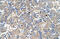 BRICK1 Subunit Of SCAR/WAVE Actin Nucleating Complex antibody, 30-714, ProSci, Immunohistochemistry frozen image 
