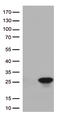 Cancer/Testis Antigen 1B antibody, TA505956BM, Origene, Western Blot image 