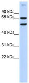 RELB Proto-Oncogene, NF-KB Subunit antibody, TA343616, Origene, Western Blot image 