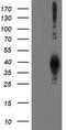 Leucine carboxyl methyltransferase 1 antibody, TA503138, Origene, Western Blot image 